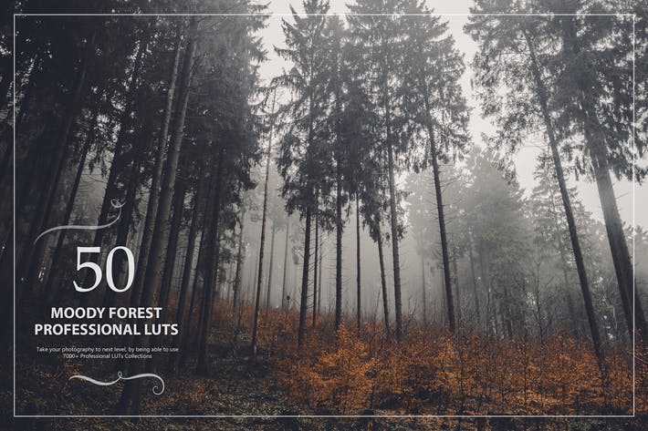 50 Moody Forest LUTs (Look Up Tables)